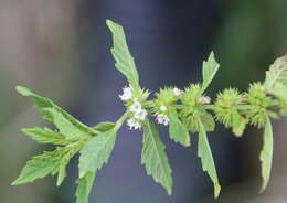 Image of Bugleweed