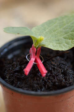 Image of figleaf gourd