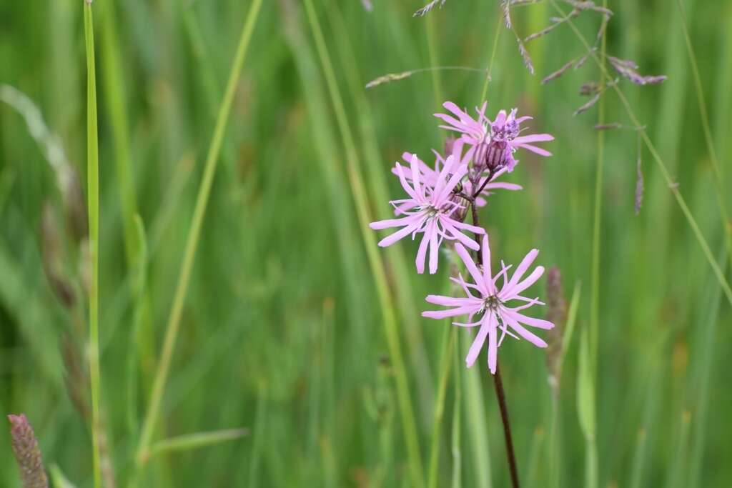 Plancia ëd Silene flos-cuculi (L.) Greuter & Burdet