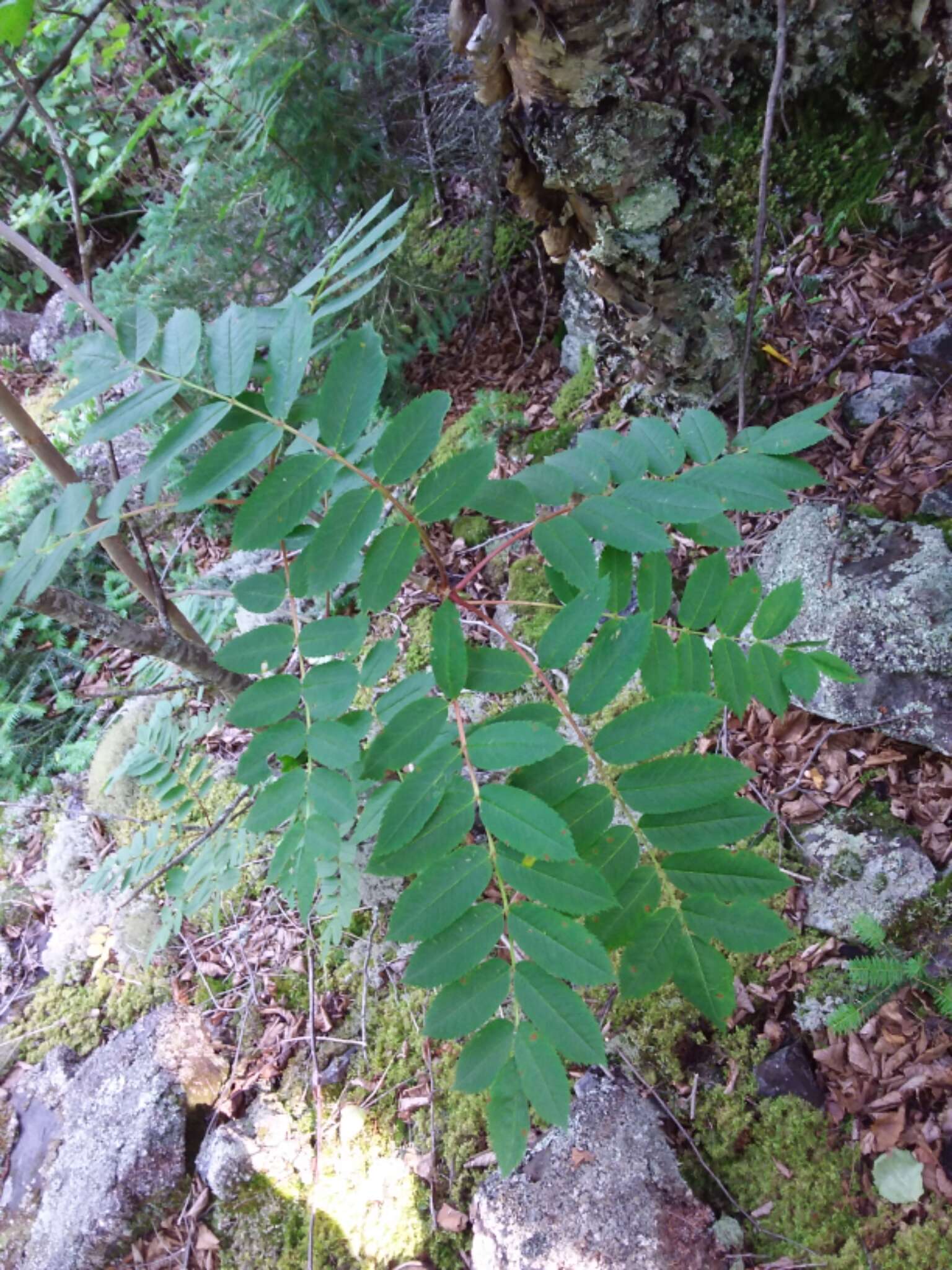 Image of northern mountain ash