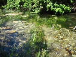 Image of Texas Wild Rice