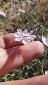 Sivun Stephanomeria exigua subsp. coronaria (Greene) Gottlieb kuva