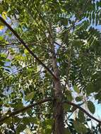 Dysoxylum mollissimum subsp. molle (Miq.) D. J. Mabberley的圖片