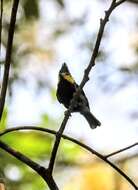 Image of Yellow-cheeked Tit