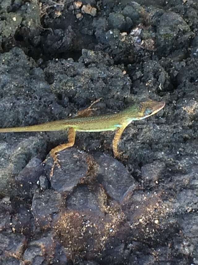 Image of Saint Vincent's Bush Anole