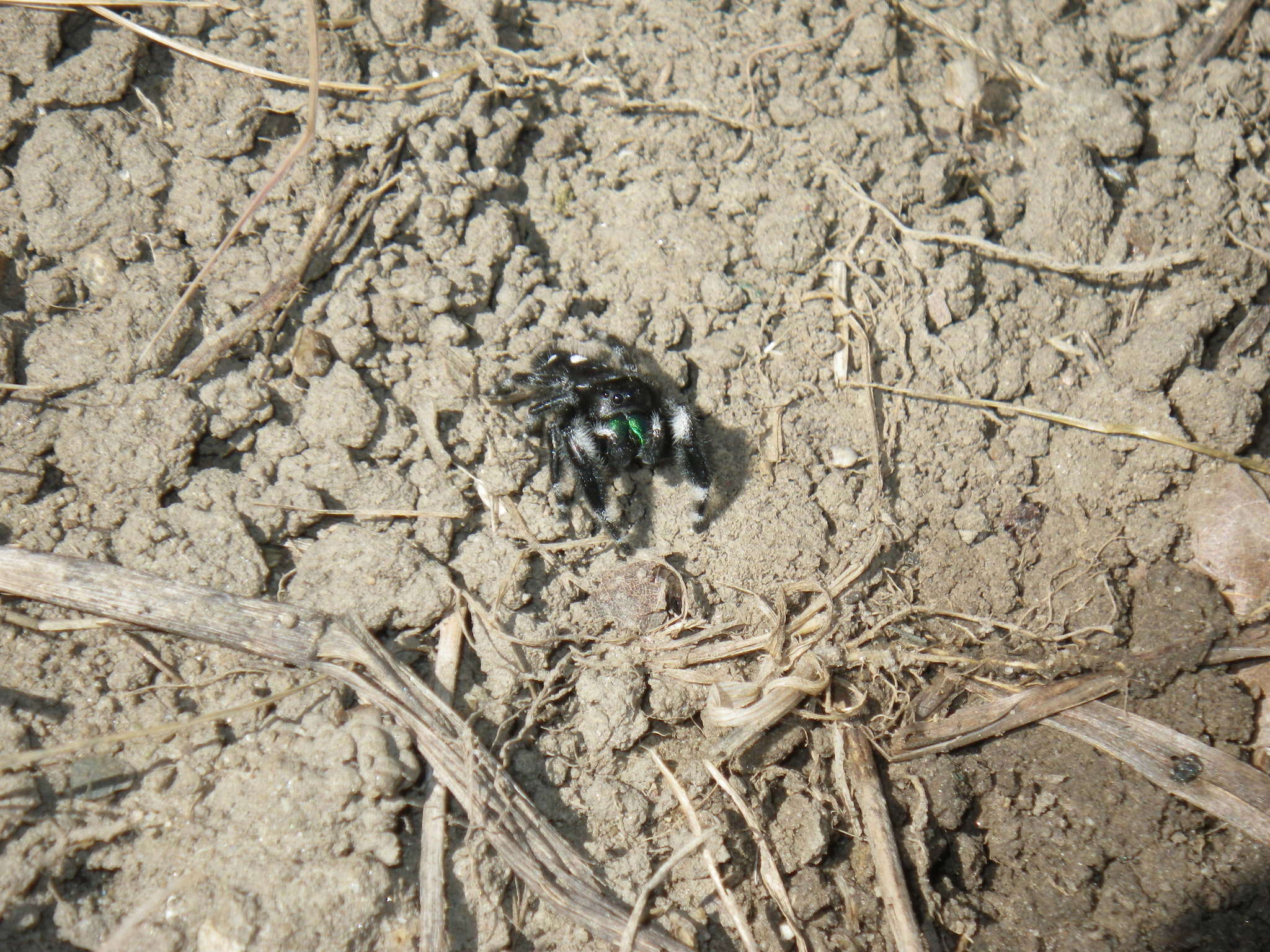 Phidippus audax (Hentz 1845) resmi