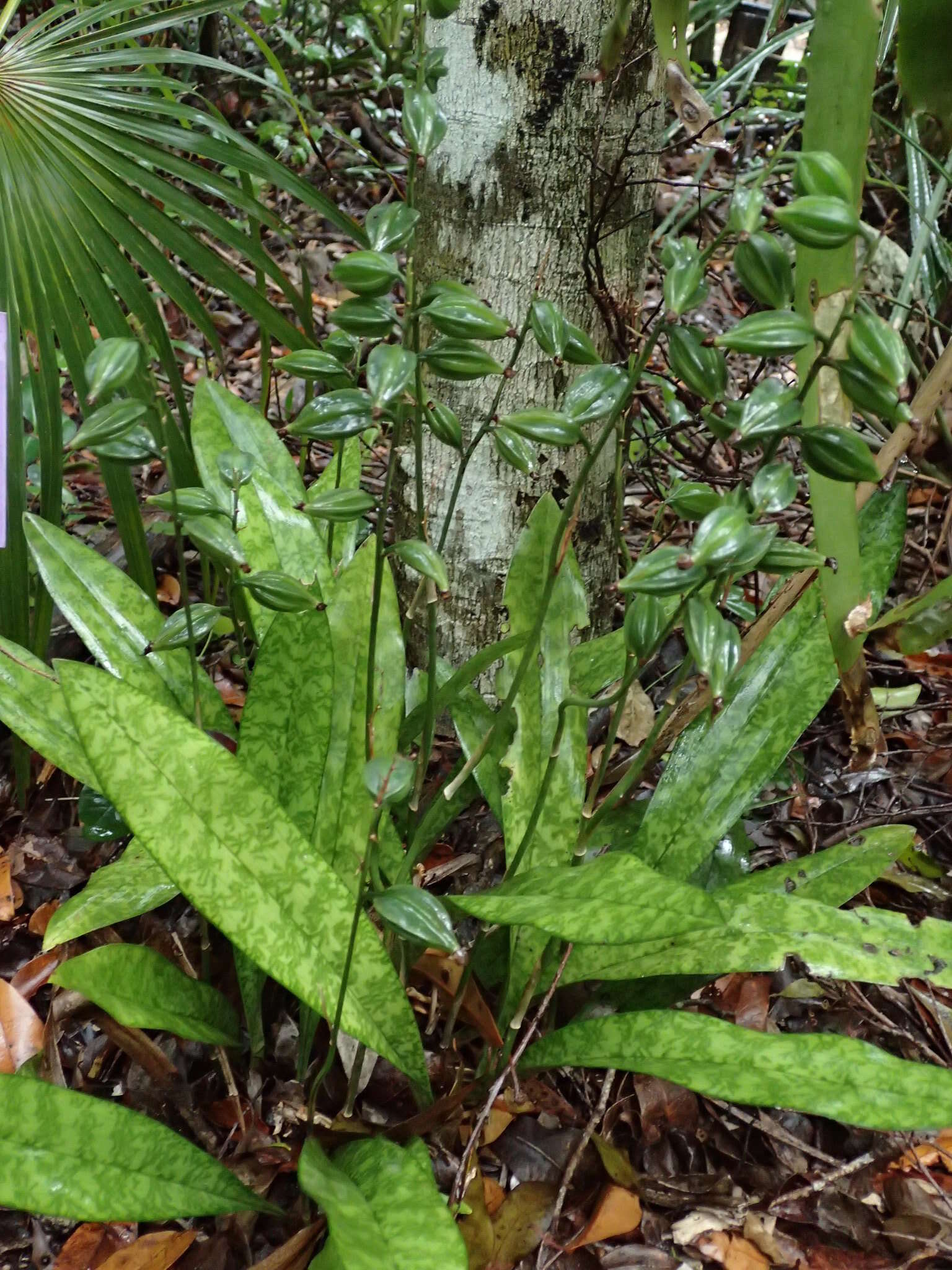 Plancia ëd Oeceoclades maculata (Lindl.) Lindl.