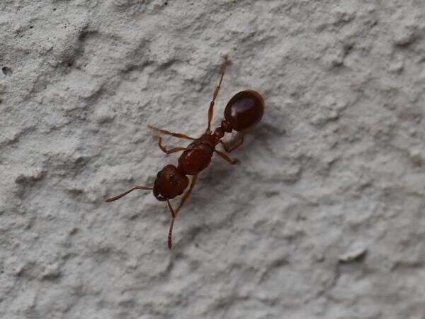 Image of Tetramorium capense Mayr 1865