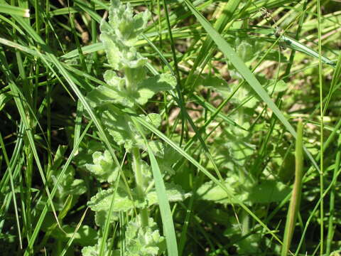 Imagem de Teucrium scordium subsp. scordioides (Schreb.) Arcang.