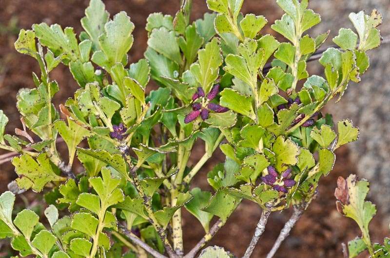 Image of Celery Pine