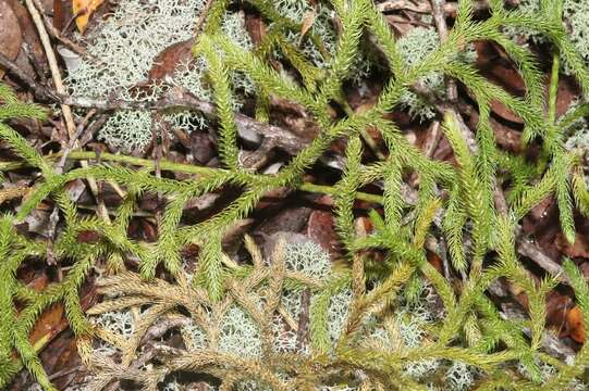 Слика од Lycopodium venustulum Gaud.