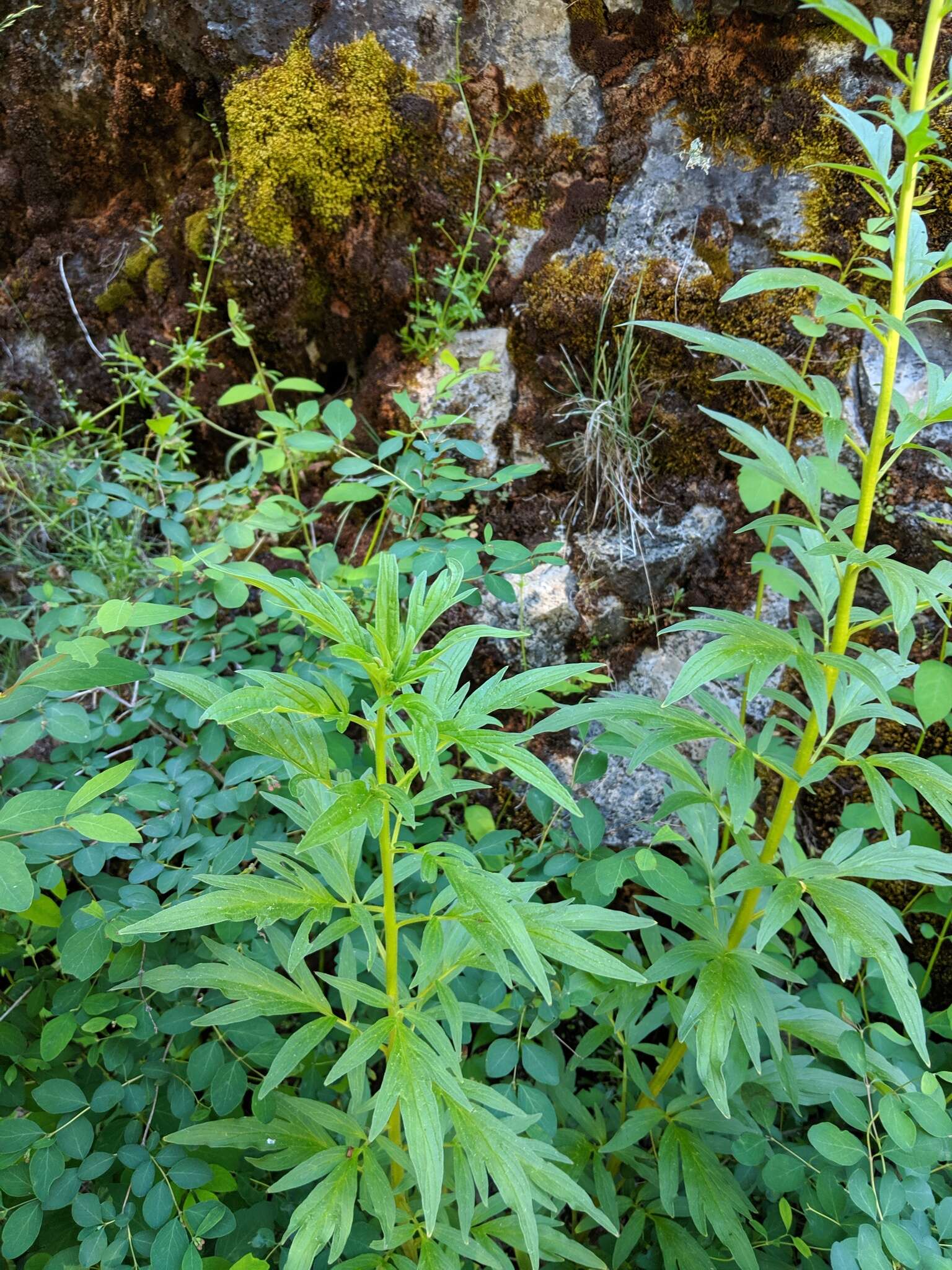 Image de Phacelia procera A. Gray