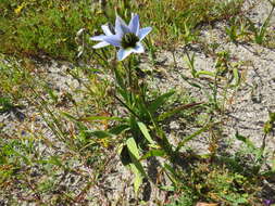 Image of Ixia monadelpha D. Delaroche