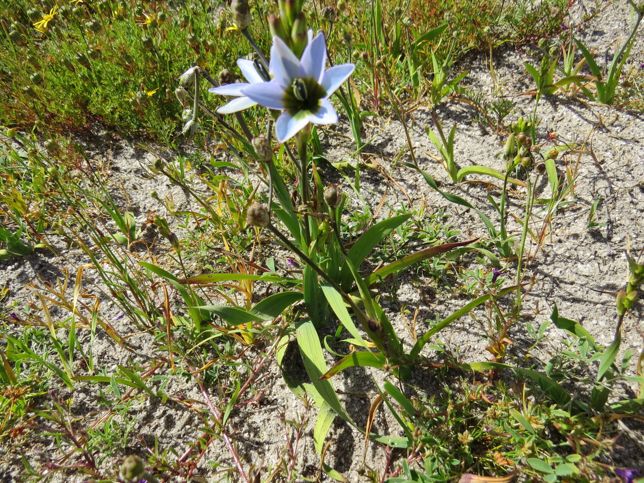 Image of Ixia monadelpha D. Delaroche