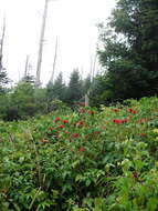 Image of scarlet beebalm