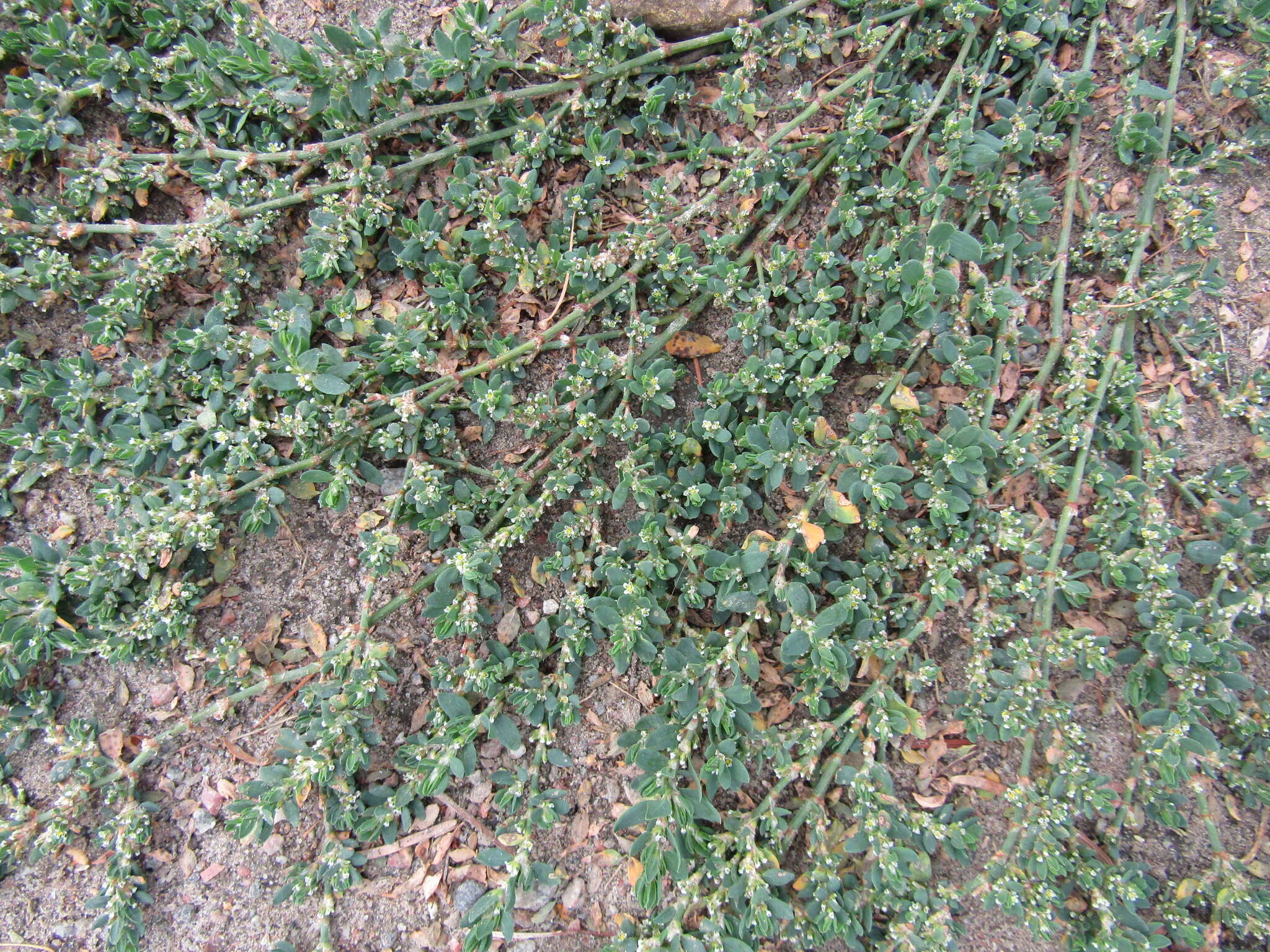 Image of Polygonum aviculare subsp. aviculare