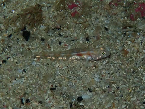 Image of Mediterranean Painted Goby