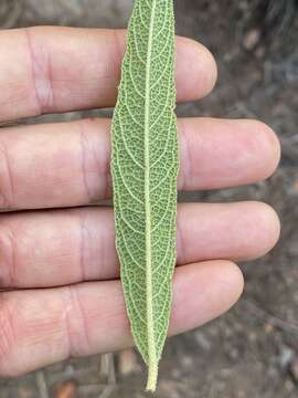 Image of Pityrodia salvifolia R. Br.