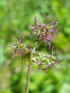 Слика од Thalictrum occidentale A. Gray