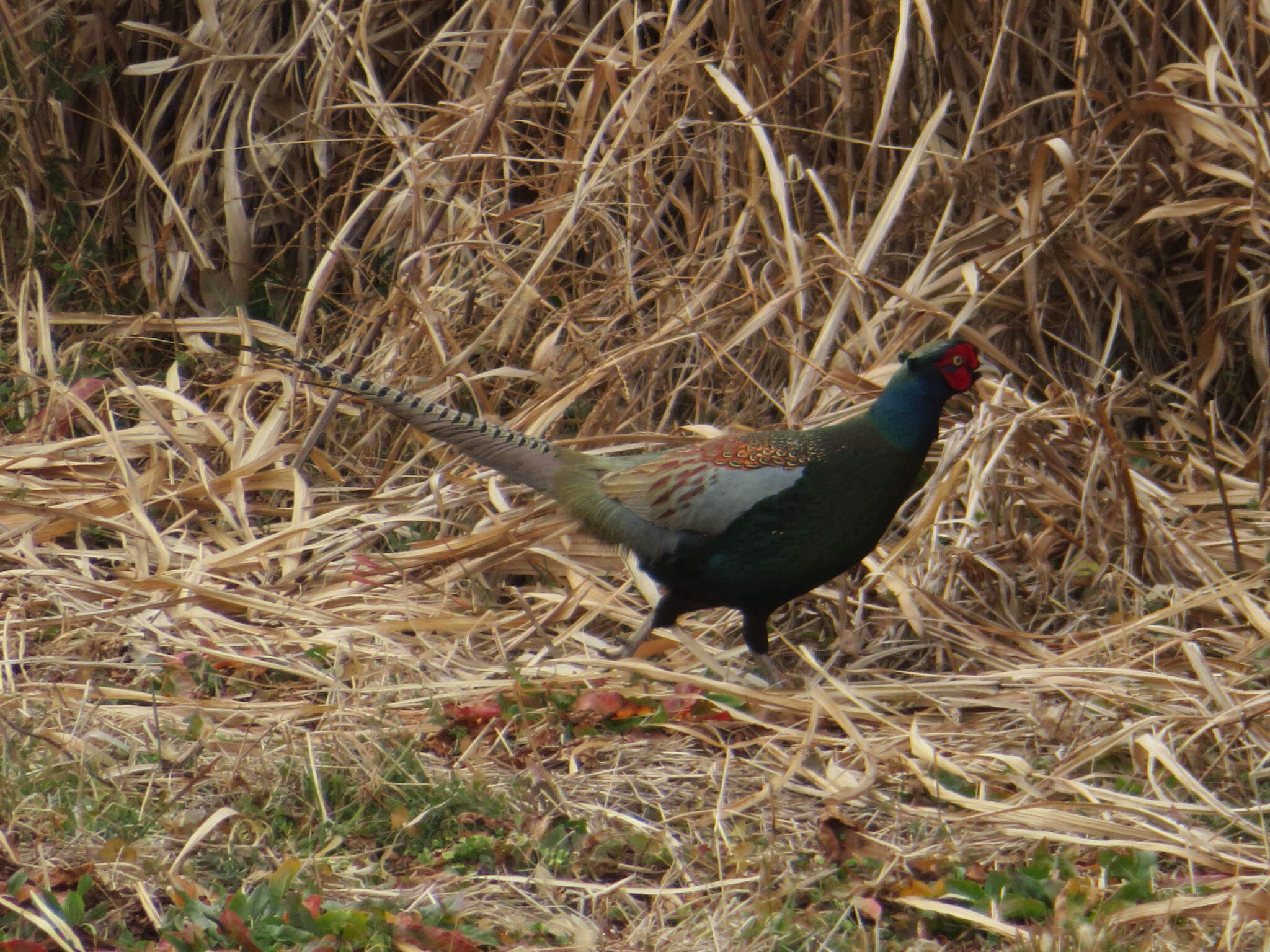 Image of Green Pheasant