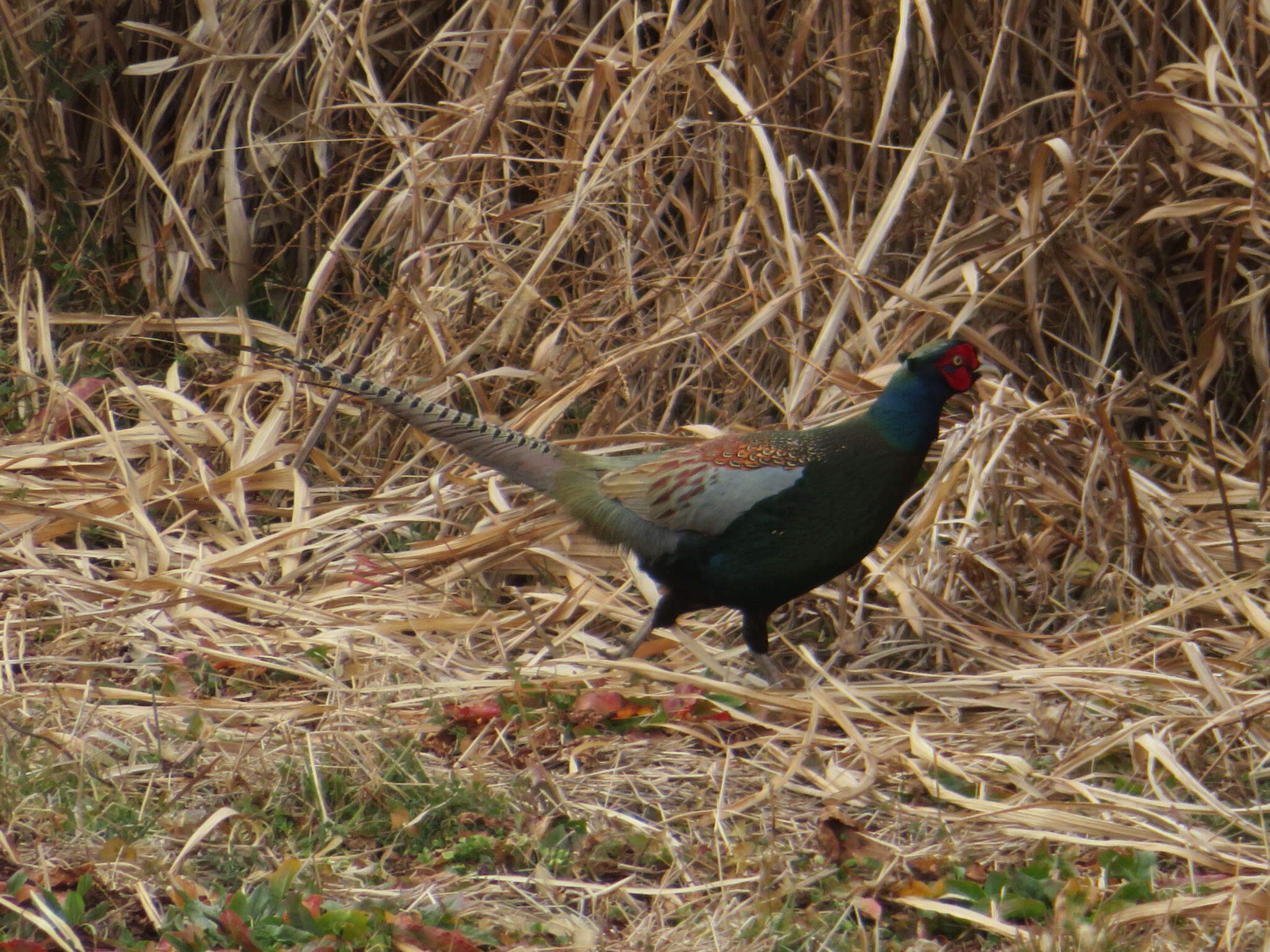 Imagem de Phasianus versicolor Vieillot 1825