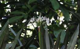 Image of Mangrove lily