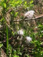 Image of tall cottongrass