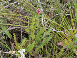 Image of Grevillea quercifolia R. Br.