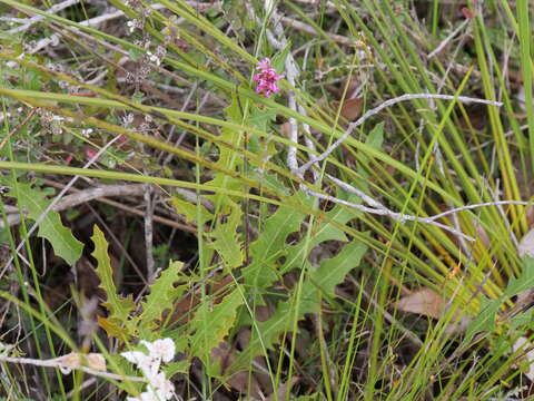 Image of Grevillea quercifolia R. Br.