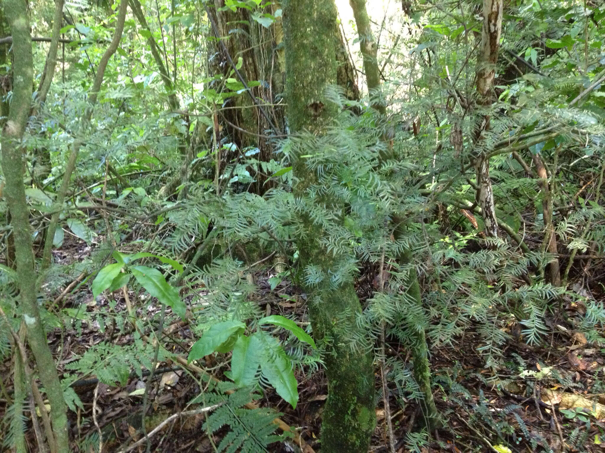 Image of Brown Pine