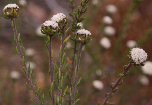 Image of Phylica stenantha Pillans