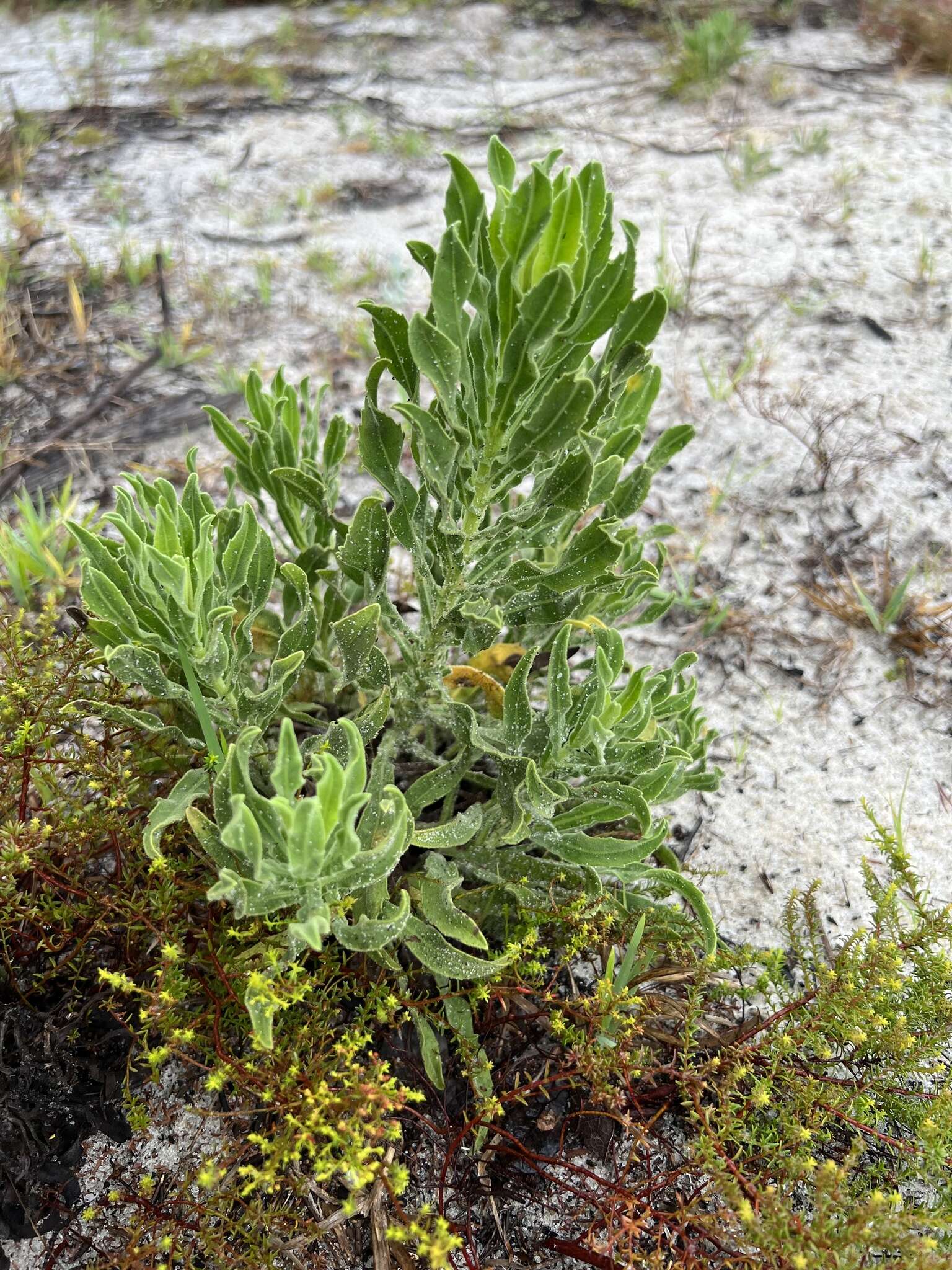 Chrysopsis delaneyi Wunderlin & Semple resmi