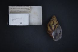 Image of <i>Archachatina camerunensis</i> d'Ailly