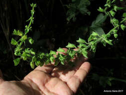 Imagem de Salvia glutinosa L.