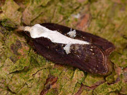 Image of Acleris cristana Denis & Schiffermüller 1775