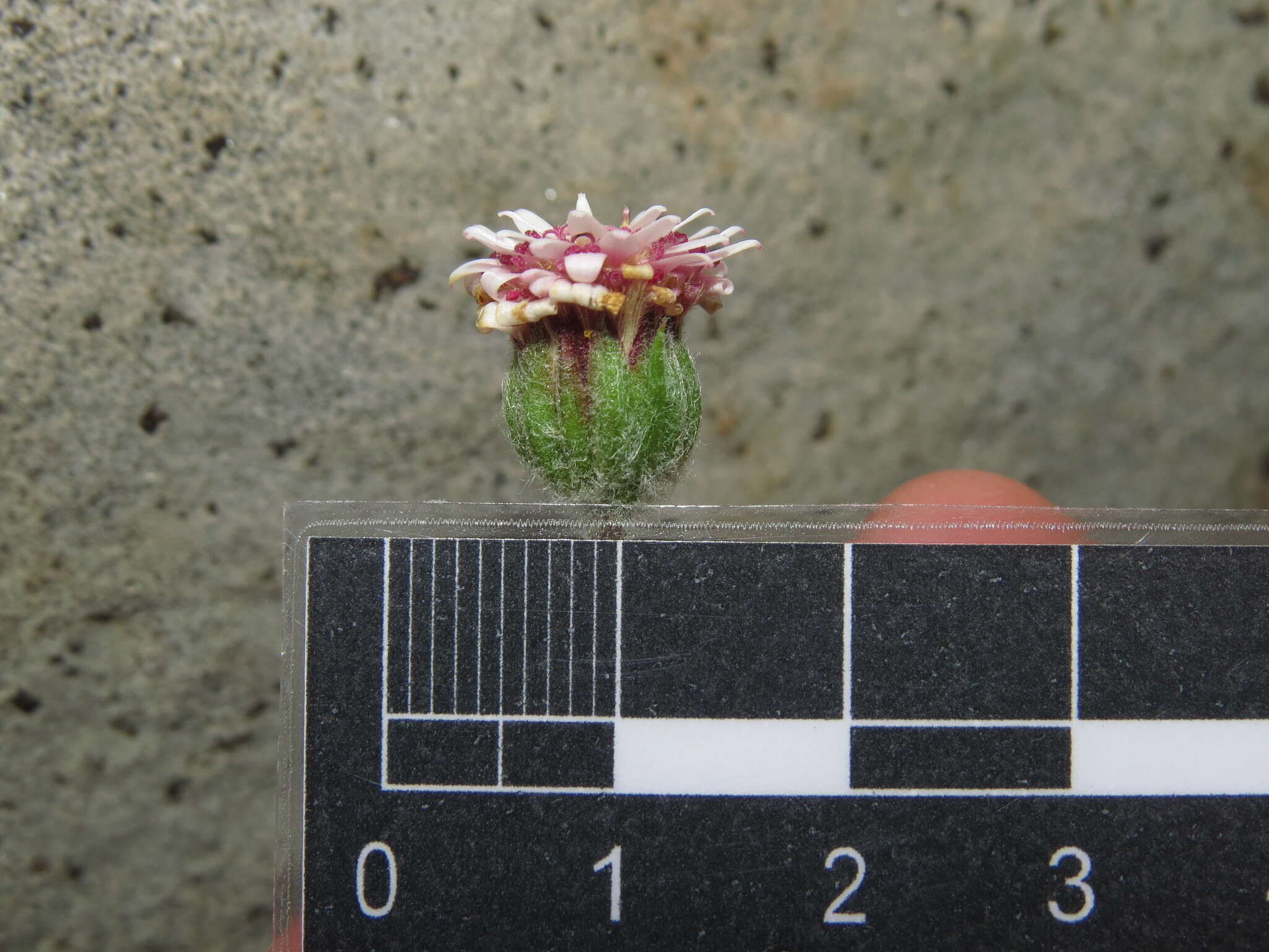 Image de Leucheria millefolium Dusen & Skottsb.