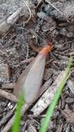 Image of Pacific Dampwood Termite