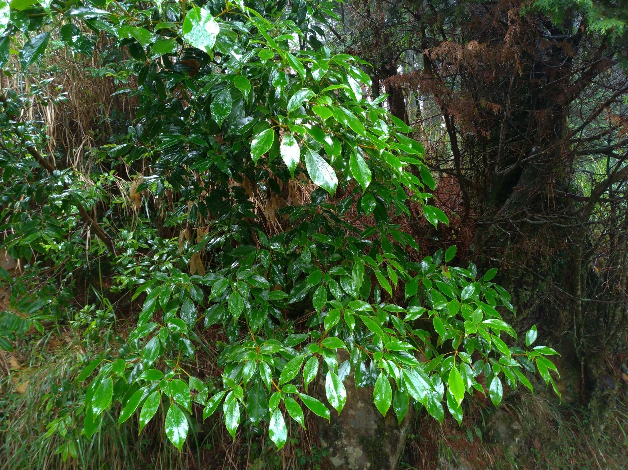 Слика од Trochodendron