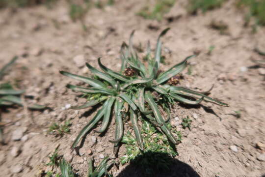 Image of Plantago nubicola (Decne.) K. Rahn