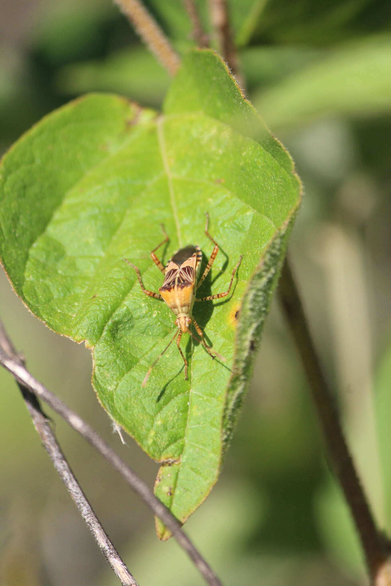 صورة Hypselonotus punctiventris Stål 1862