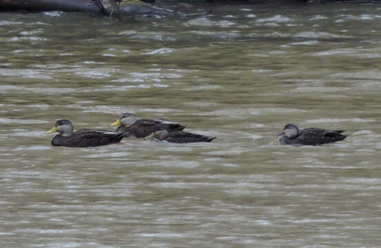 Image of American Black Duck