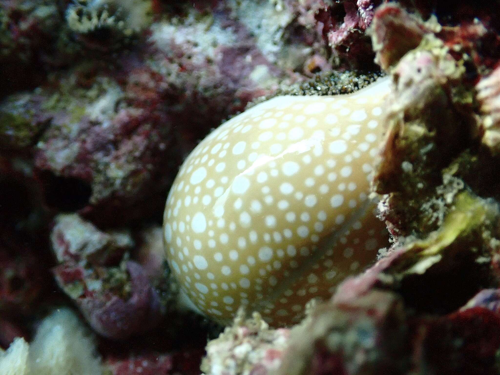 Image of Fuzzy cowrie shell