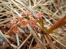 Image of red currant