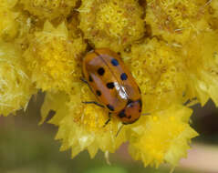 Sivun Helichrysum appendiculatum (L. fil.) Less. kuva