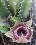 Image of Ceropegia guttata subsp. guttata