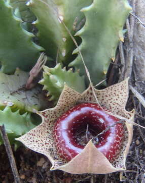 Image of Ceropegia guttata subsp. guttata