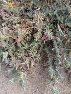 Image of Ball Saltbush