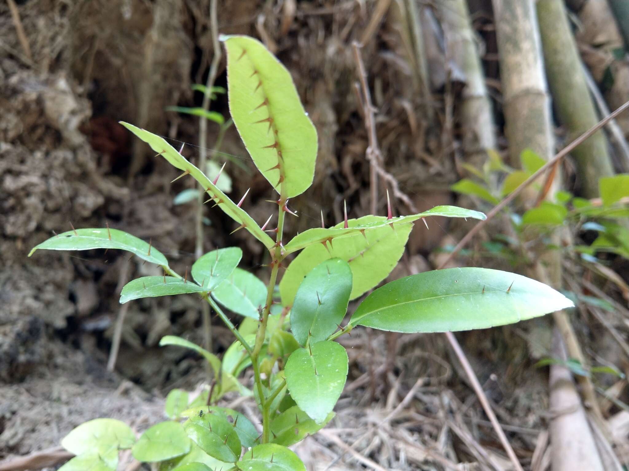 Image of Zanthoxylum nitidum (Roxb.) DC.