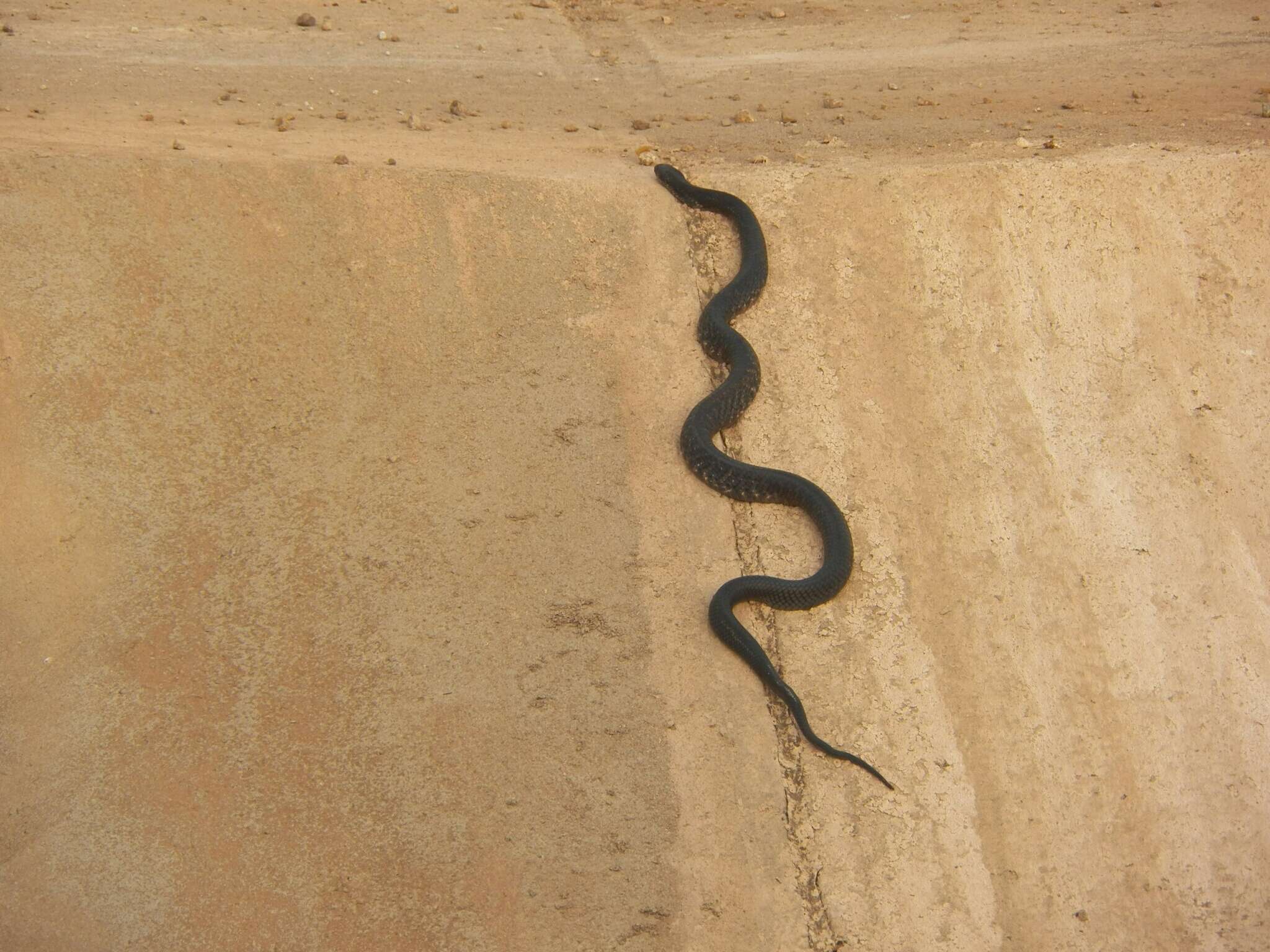 Plancia ëd Drymarchon melanurus rubidus H. M. Smith 1941