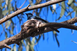 Image of Satin Flycatcher